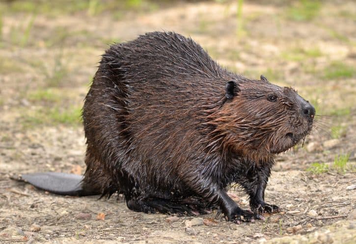 Beaver, North American