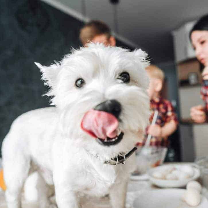 White dog in the kitchen