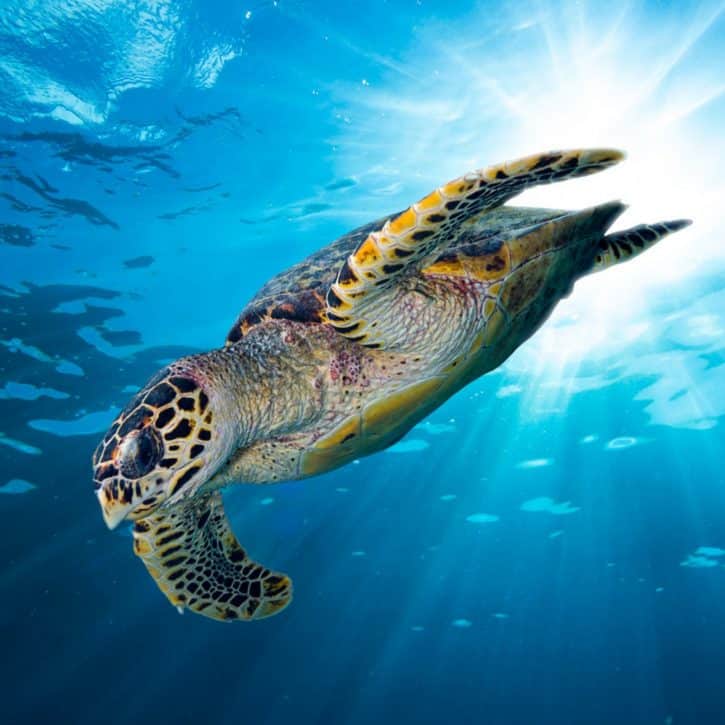 Hawksbill Sea Turtle Diving