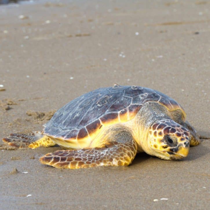 Loggerhead Sea Turtle On Beach