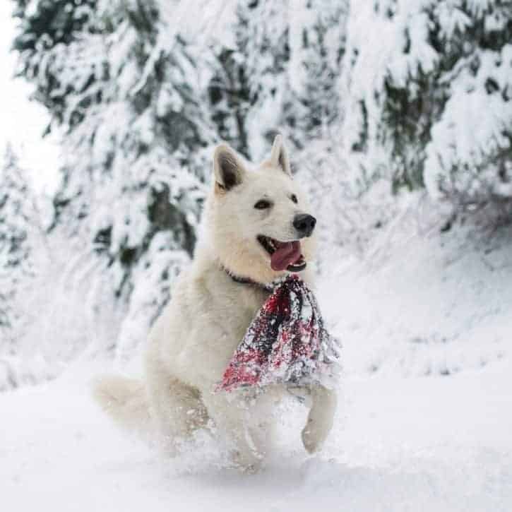 White dog jumping in snow