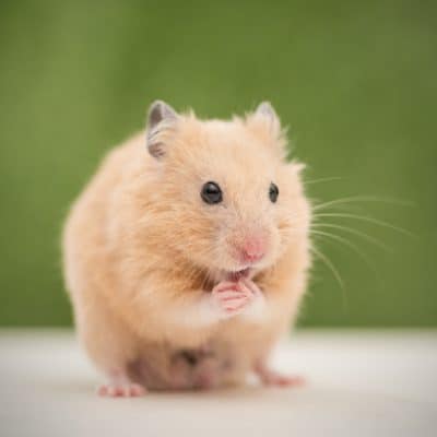 What Do Hamsters Eat? Featured Photo