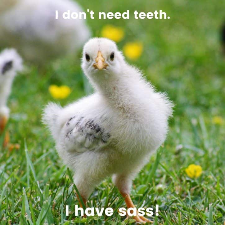 I don't need teeth. I have sass!