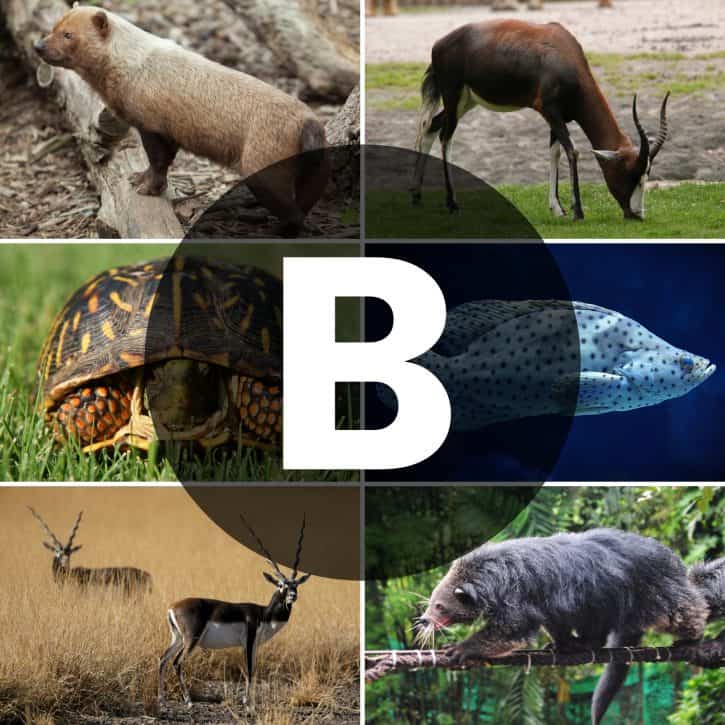 Animals that start with b
