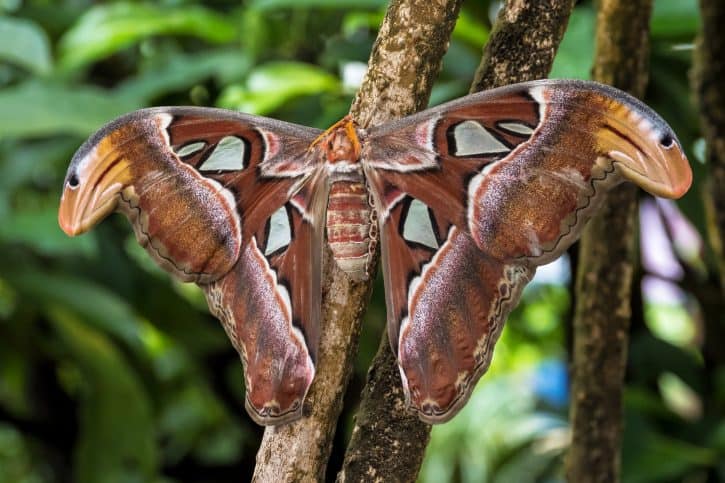 Atlas moth