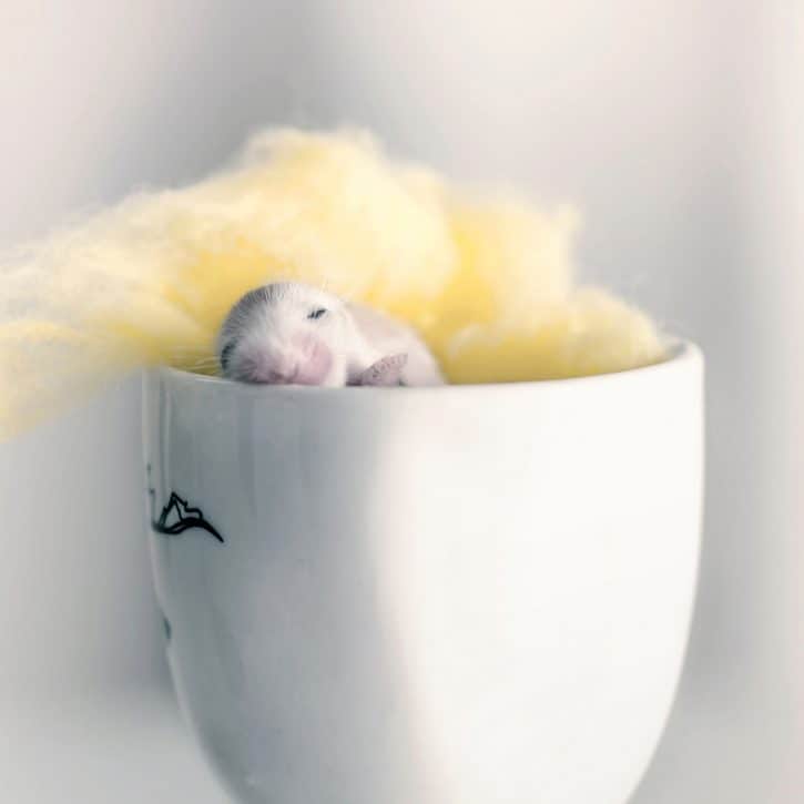 Baby Hamster In Cup