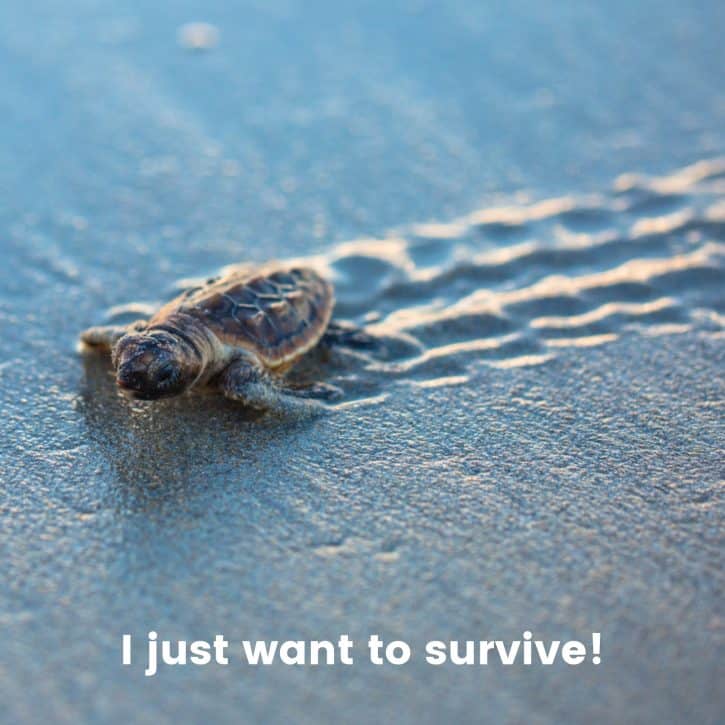 I just want to survive!