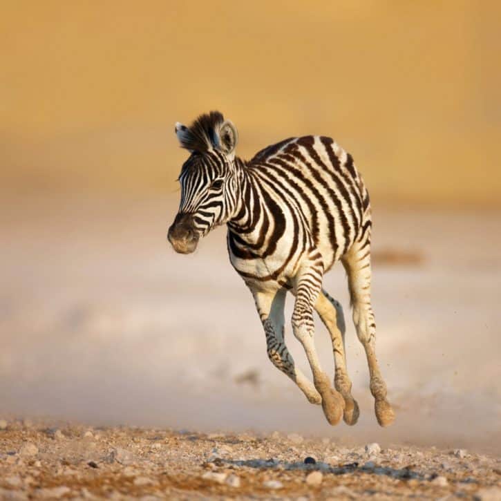 Baby Zebra leaping
