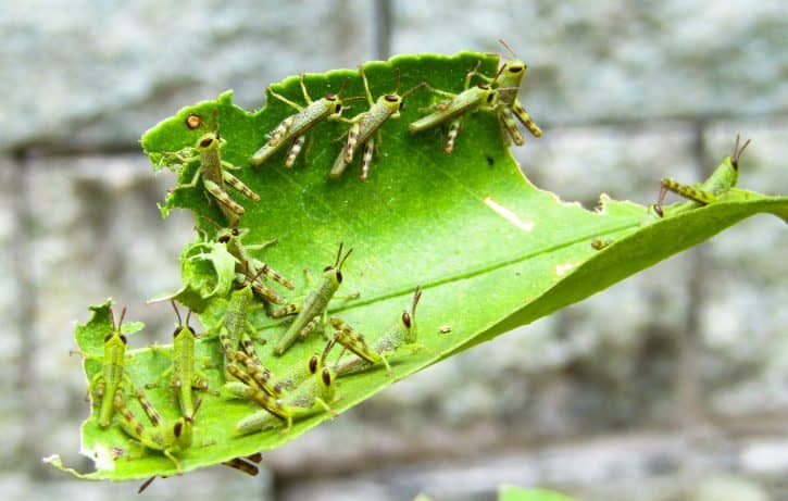 Baby grasshoppers eating