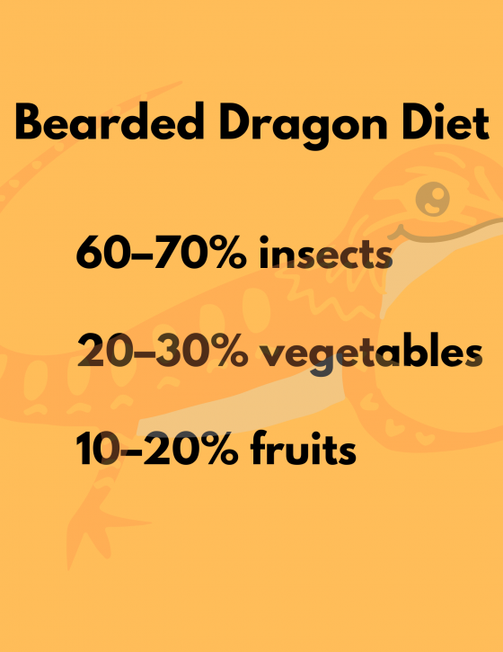 Bearded Dragon Diet
