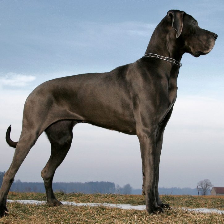 Small names for big dogs.