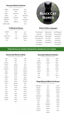Black Cat Names List