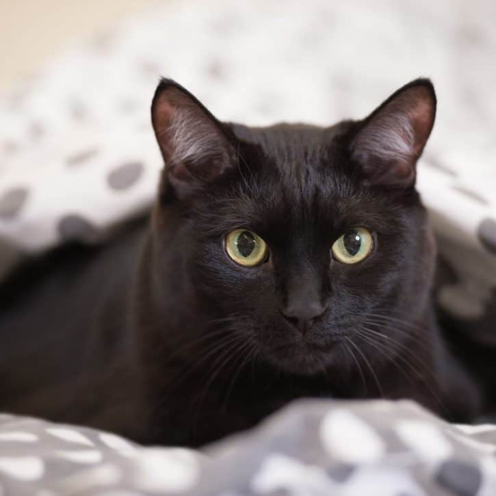 Black Cat On Bed