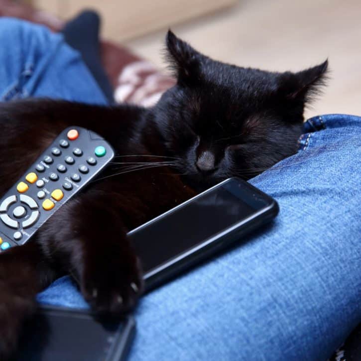 Black Cat With TV Remote
