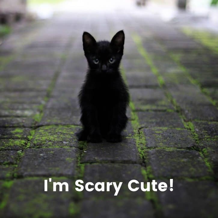 I'm scary cute!