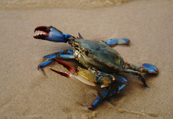 Blue Crab (female)