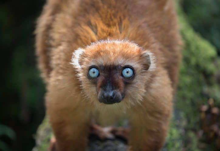 Blue-eyed Black Lemur (female)