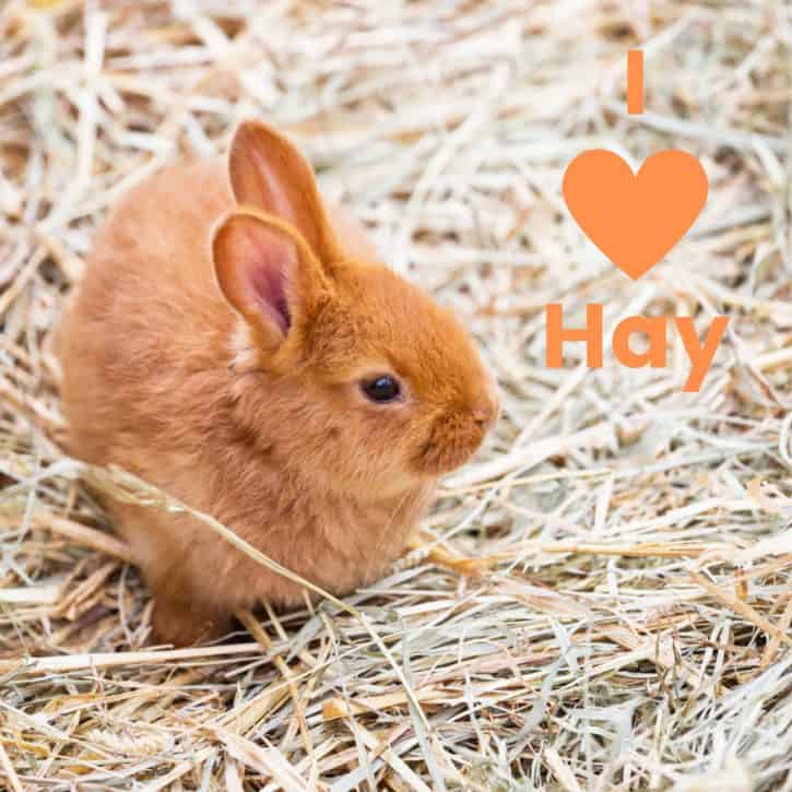 I love hay