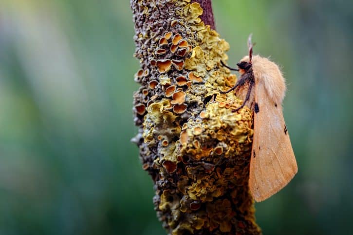 Buff ermine moth