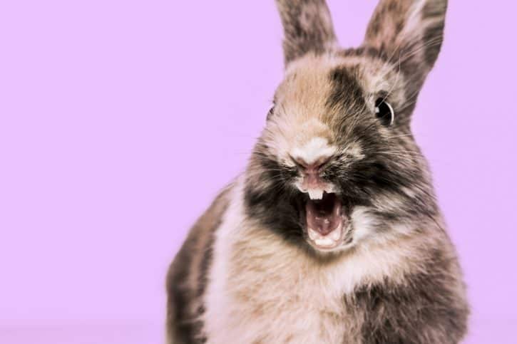 Bunny laughing showing teeth