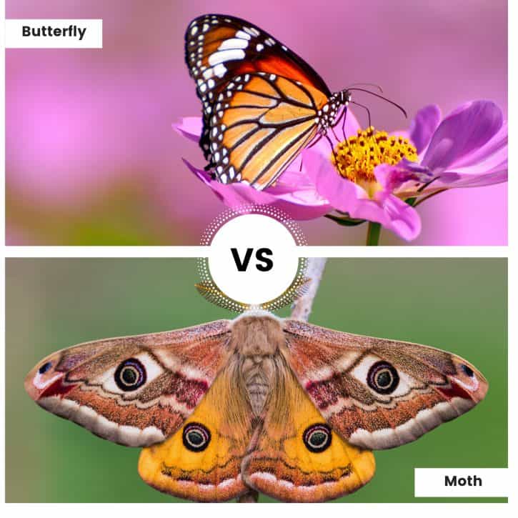 Butterfly Vs Moth