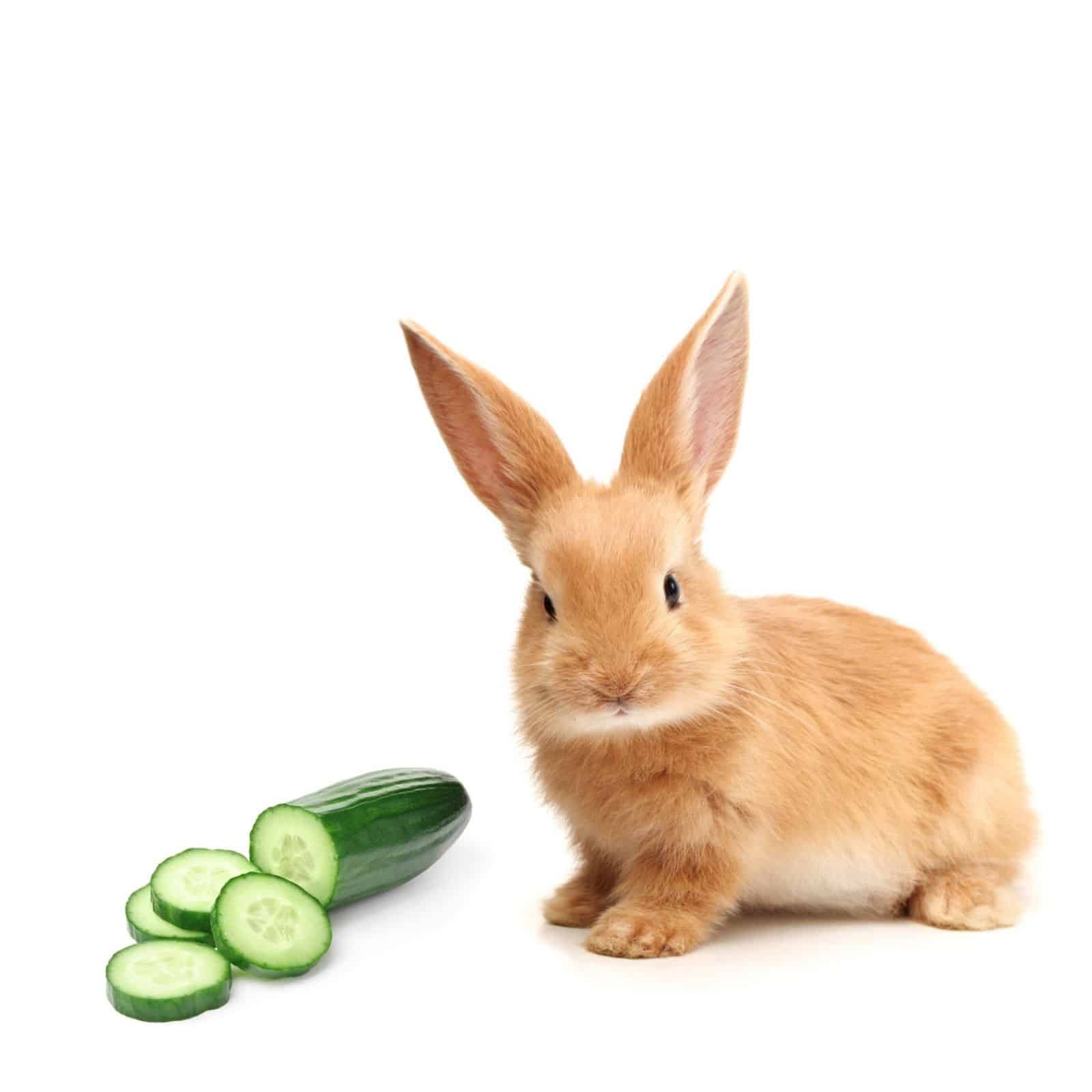 Can rabbits eat cucumbers