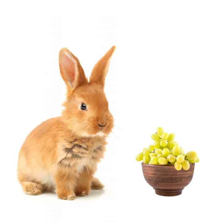 Can rabbits eat grapes?