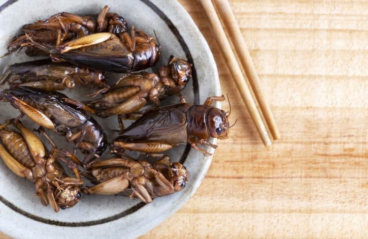 Cooked crickets in a bowl
