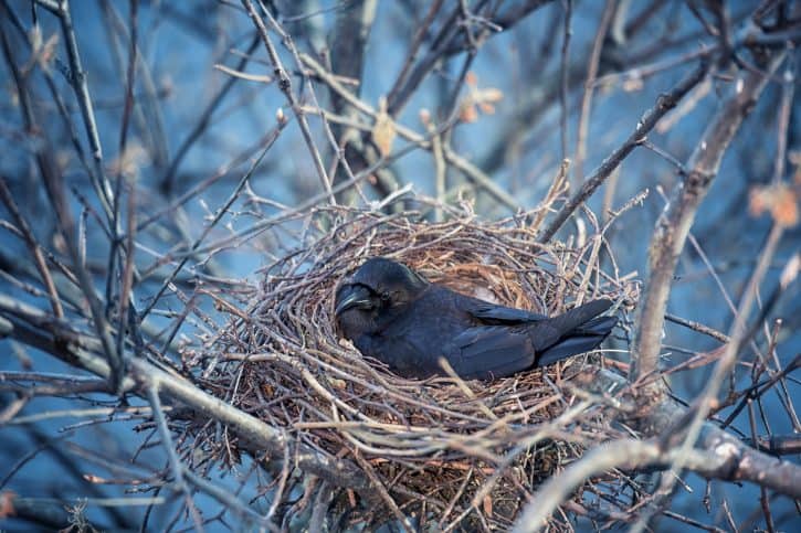 Crow sitting on eggs in nest