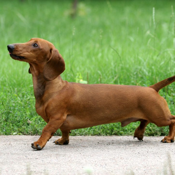 For the love of dachshunds.