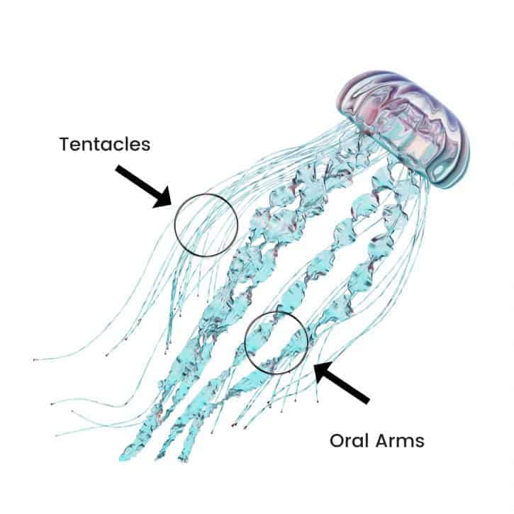 Diagram Of Jellyfish Appendages