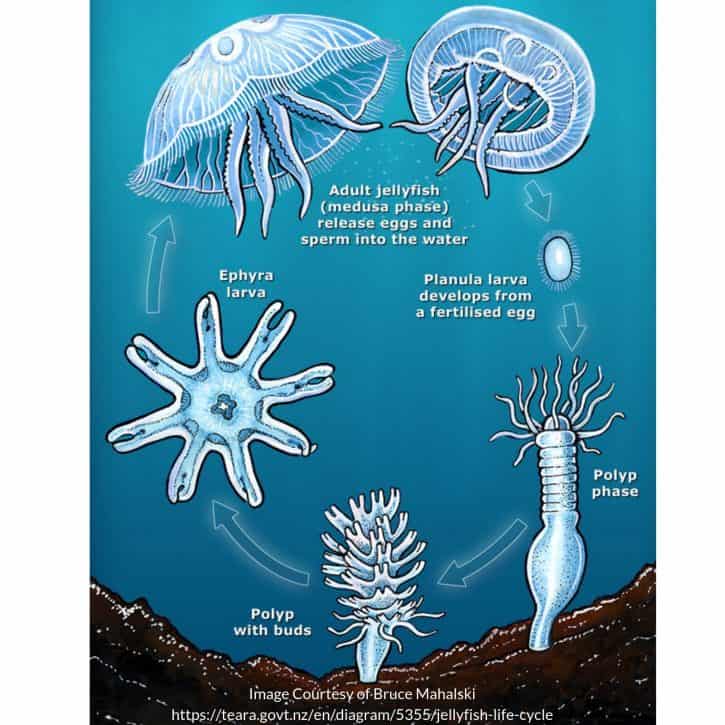 Diagram Of The Life Cycle Of A Jellyfish