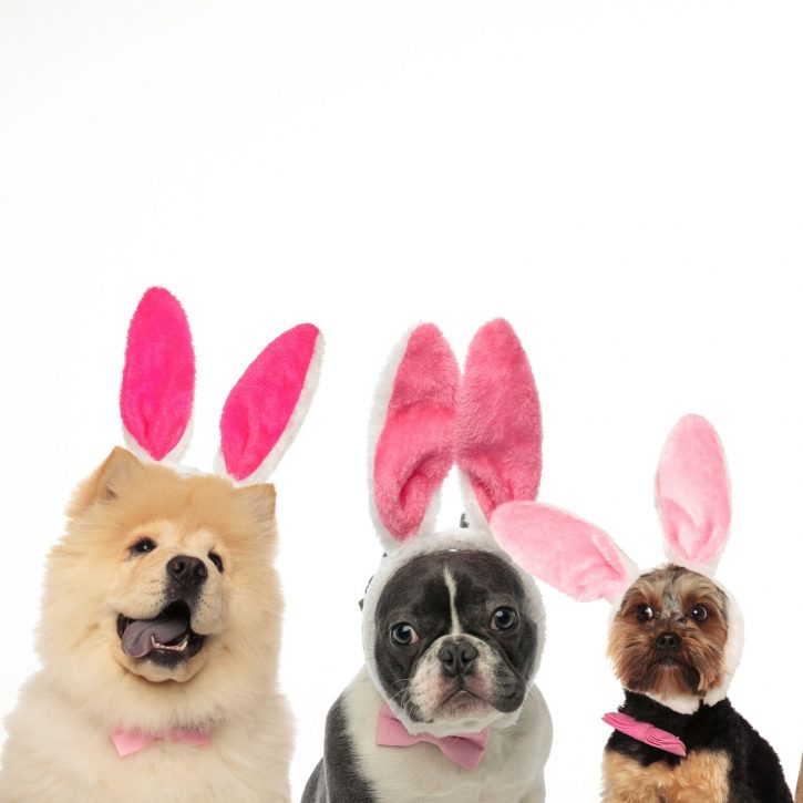 Dogs with bunny ears