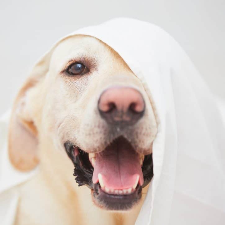 White Labrador with sheet on head