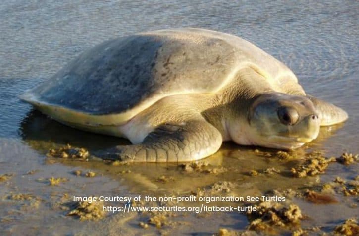 Flatback Sea Turtle On Beach