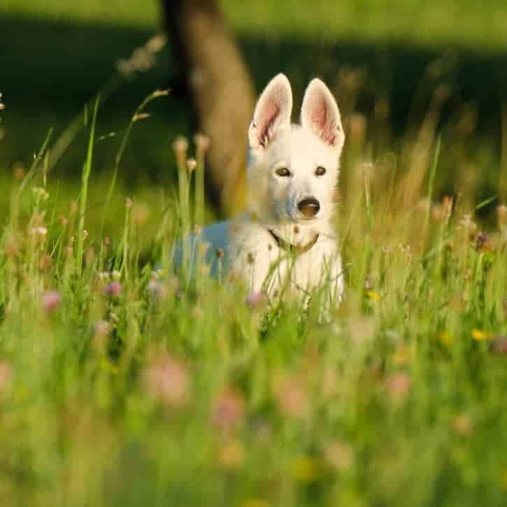 White dog in field of flowers