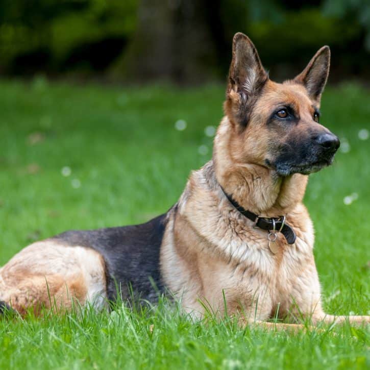 German shepard