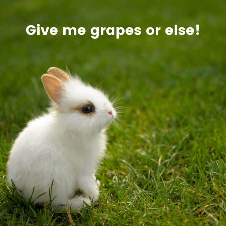 Give me grapes or else!