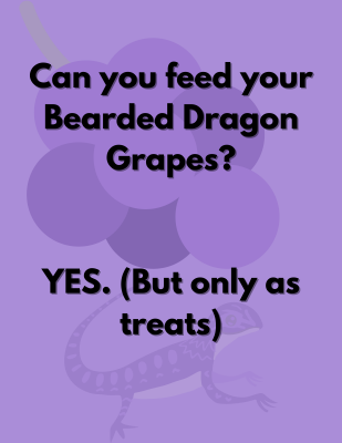 Can Bearded Dragons Eat Grapes? Featured Photo