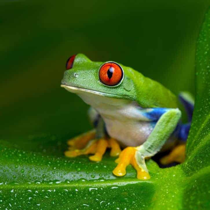 Green Frog On Leaf