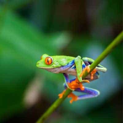 Frog names - Green frog on a stem