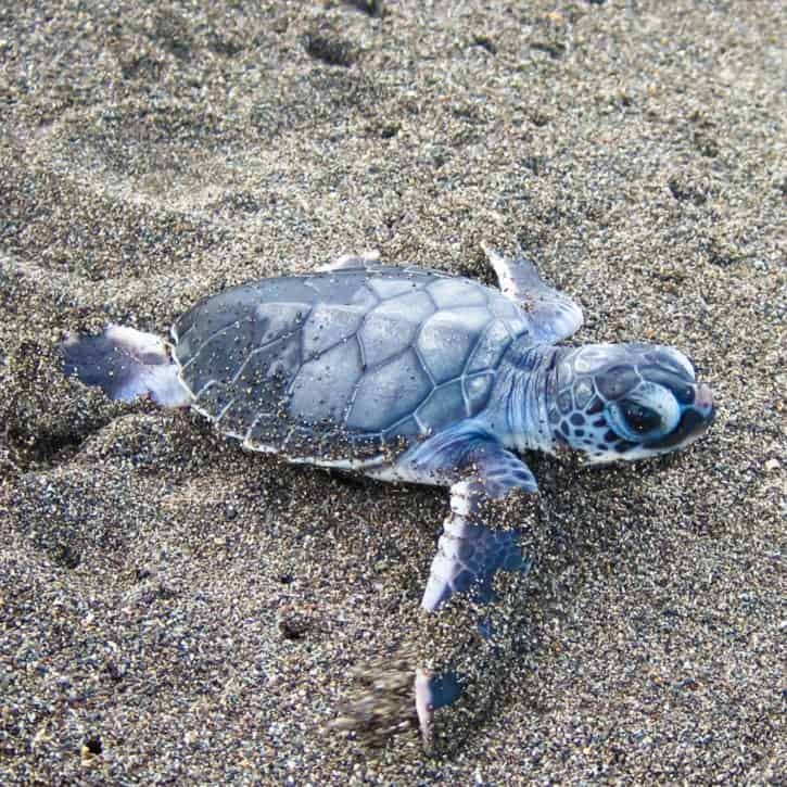 Green Sea Turtle On Beach