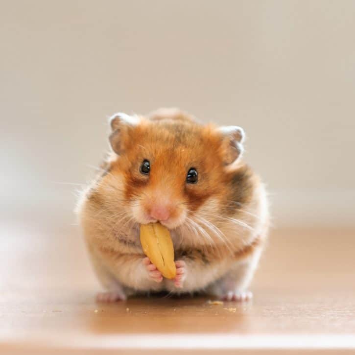 Hamster Eating Nut