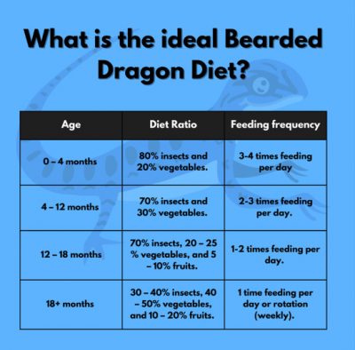 What Do Bearded Dragons Eat? Featured Photo