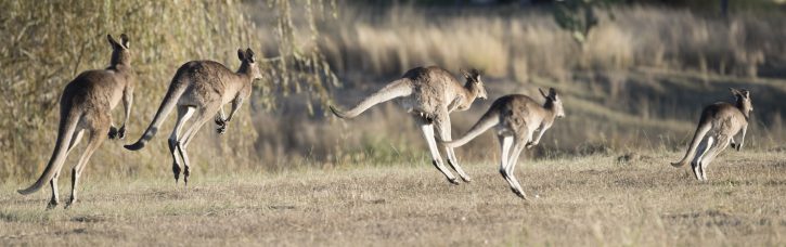 Kangaroos jumping away