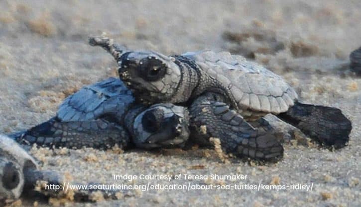 Kemp's Ridley Turtles On Beach