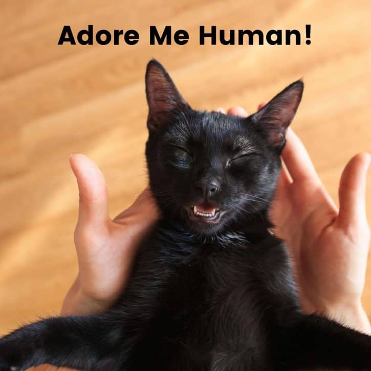 Adore me human!