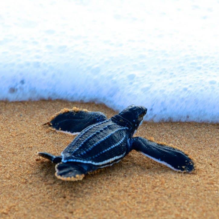 Leatherback Sea Turtle On Beach
