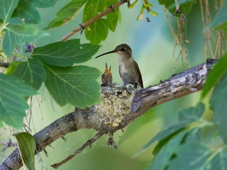 Mother hummingbird with baby in nest