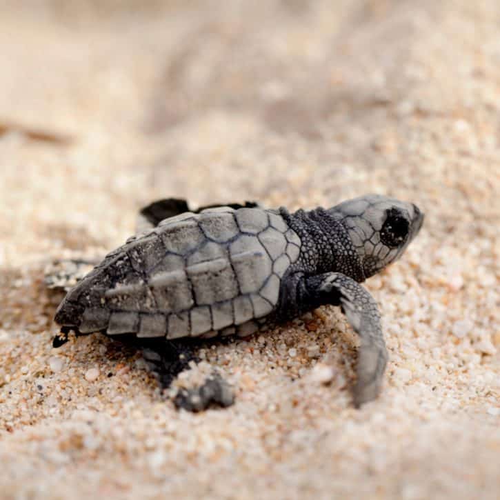 Olive Ridley Sea Turtle On Beach